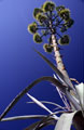 Croatian Tree