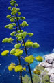 Dubrovnik Tree