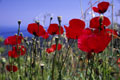 Samos Poppies