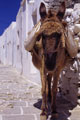 Folegandros Burro