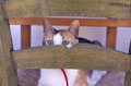 Folegandros Cat