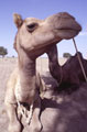 Rajasthan Camel