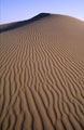 Rajasthan Sand Dune 2