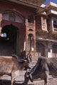 Pushkar Cows