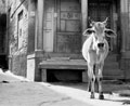 Jaisalmer Cow