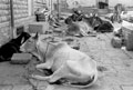 Jaisalmer Cows