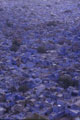 Jodhpur the Blue City