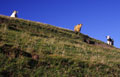 Cows of Moher