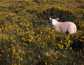 Sheep and Sky