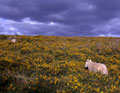 Sheep and Sky
