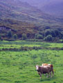Cows in the Field