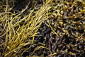 Seaweed