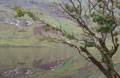 Tree Over Lake