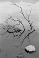 Tree Over Lake BW