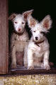Fuzzy Dogs