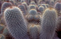 Cactus 2