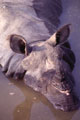 Chitwan Asian Rhino
