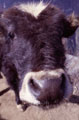 Big Calf Nose