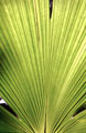 Palm Leaf 1