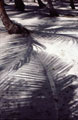 San Blas Palm Shadows