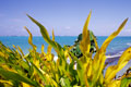 Seaside Plants